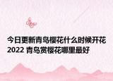 今日更新青岛樱花什么时候开花2022 青岛赏樱花哪里最好