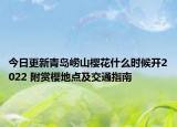 今日更新青岛崂山樱花什么时候开2022 附赏樱地点及交通指南
