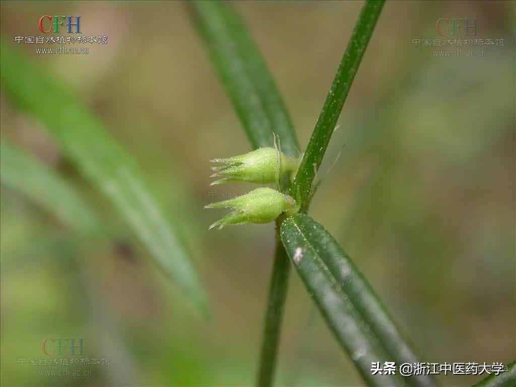 每周一药｜白花蛇舌草