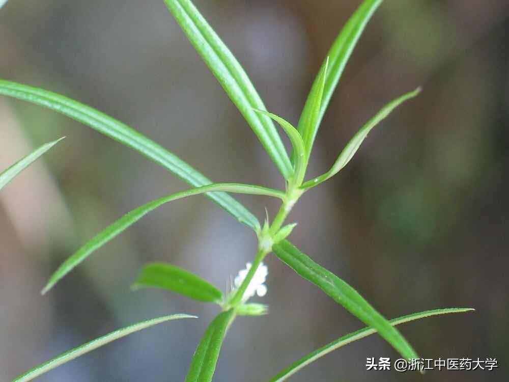 每周一药｜白花蛇舌草