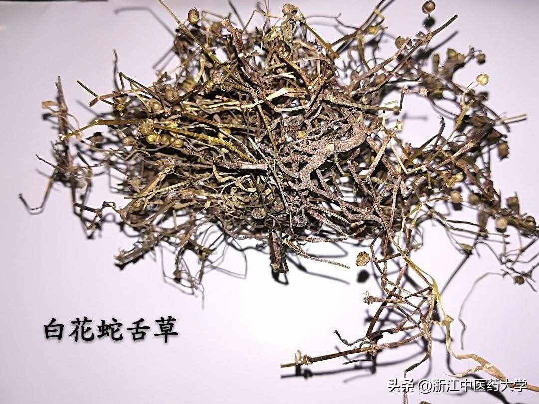每周一药｜白花蛇舌草