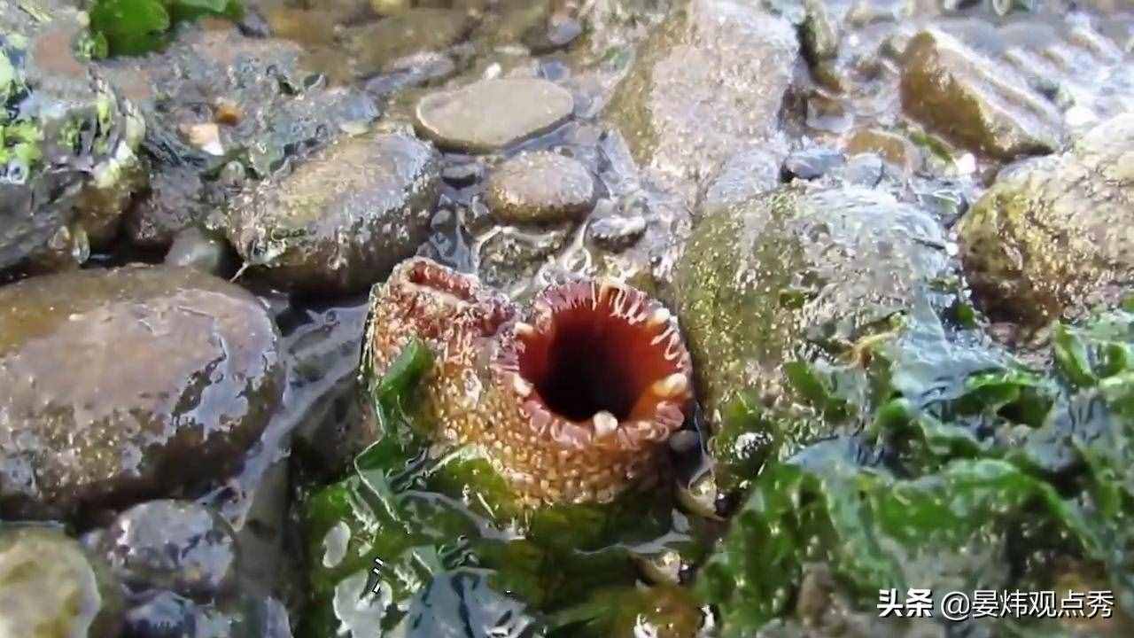 自己吃掉自己的脑子，海鞘是有多想不通