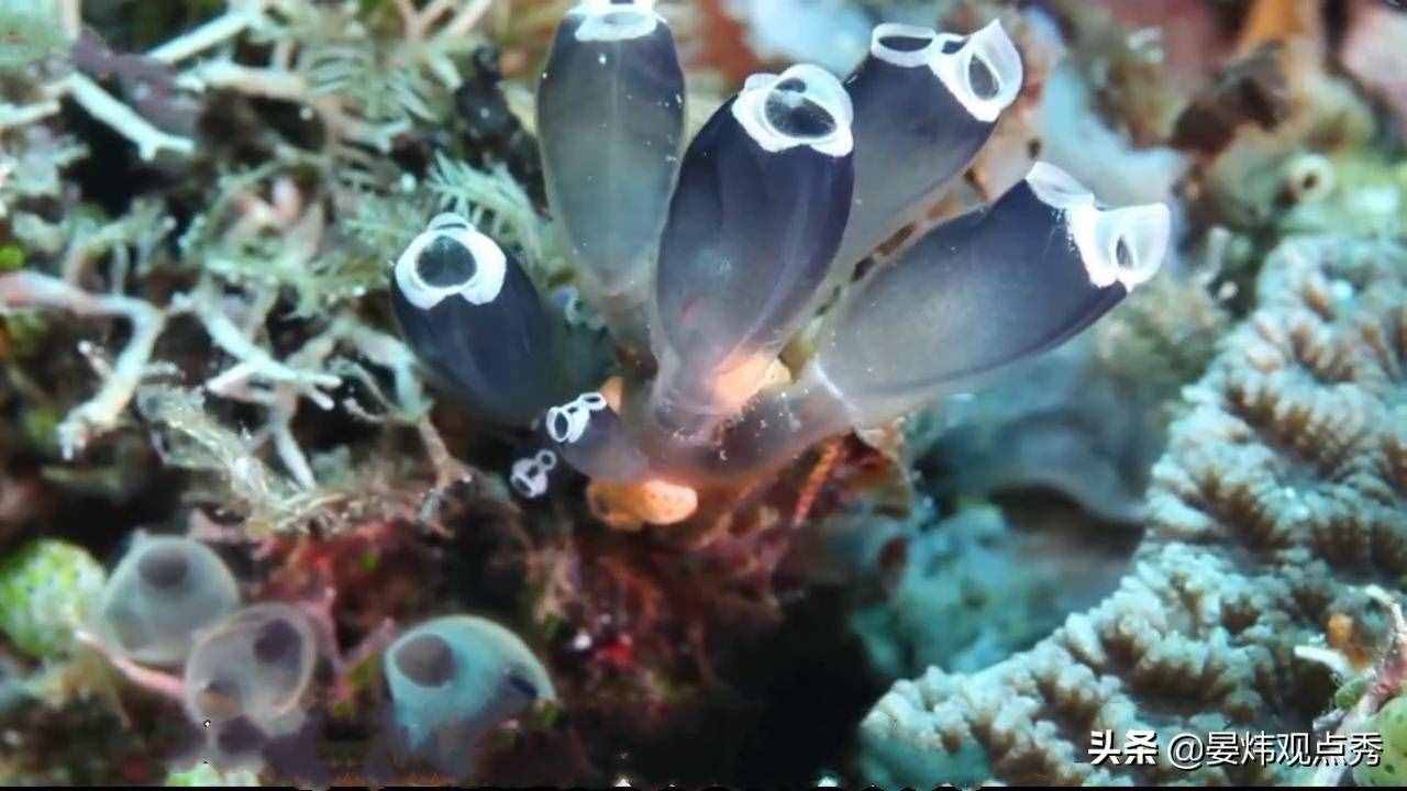 自己吃掉自己的脑子，海鞘是有多想不通