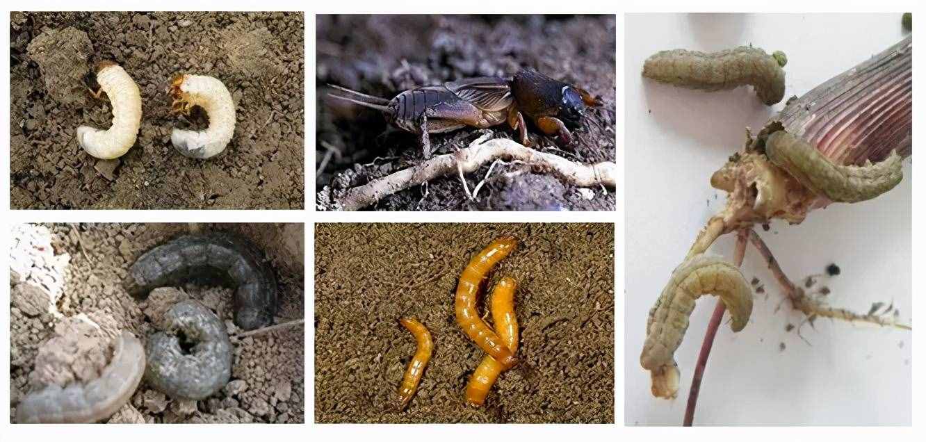 地下害虫高发期！防治刻不容缓