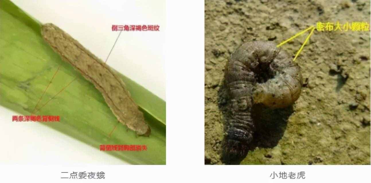地下害虫高发期！防治刻不容缓
