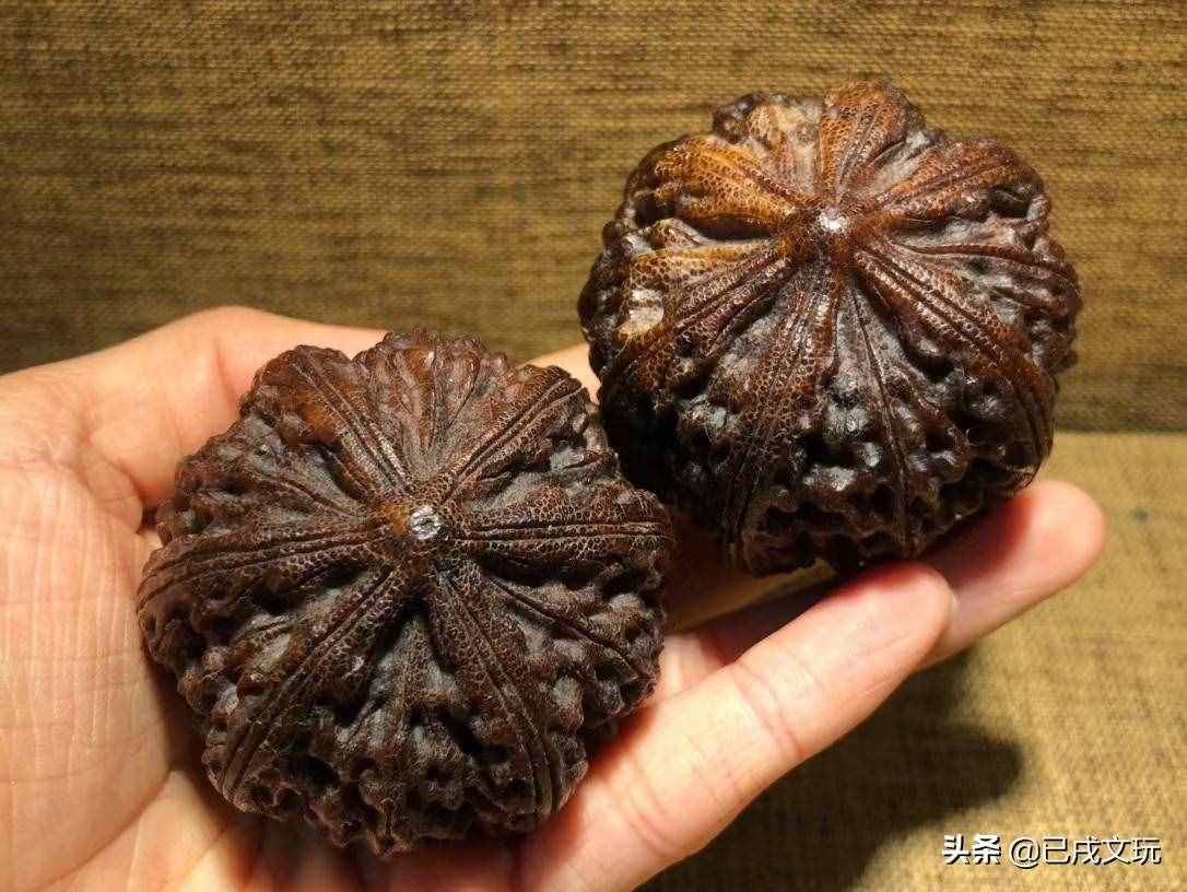 犀角如何辨别真假？