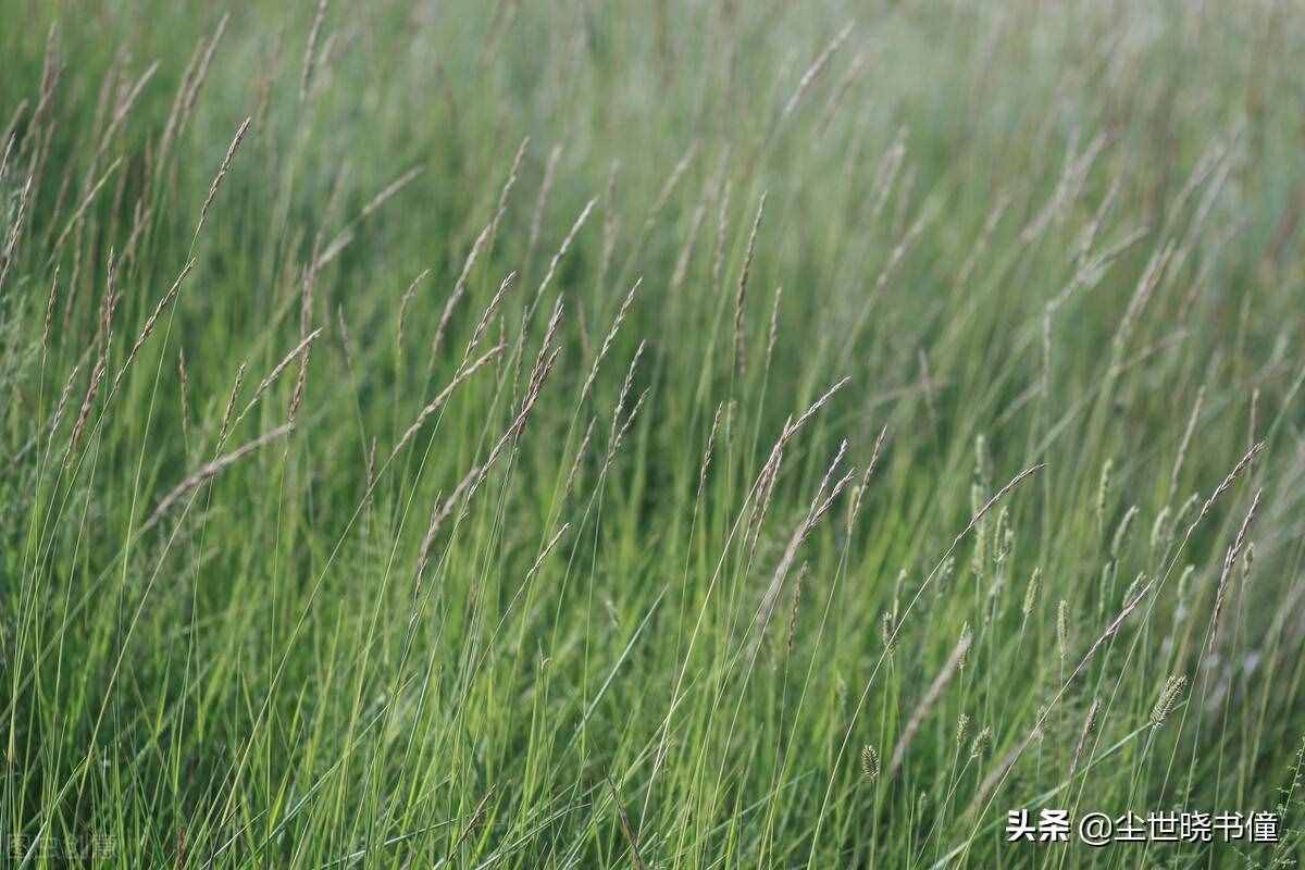 张继的《枫桥夜泊》意境凄美，而另一首《阊门即事》，则句句伤感
