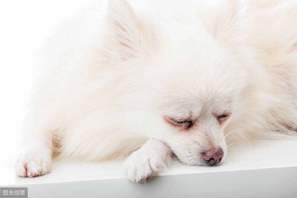 不用花钱美容，几个小妙招，教你护理博美犬