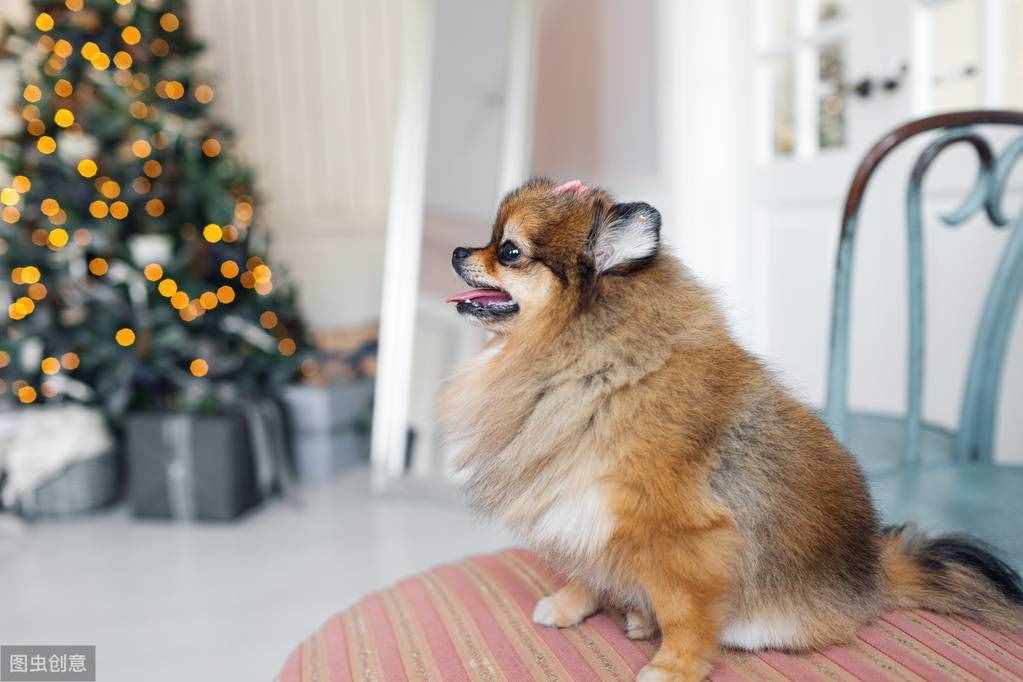 不用花钱美容，几个小妙招，教你护理博美犬