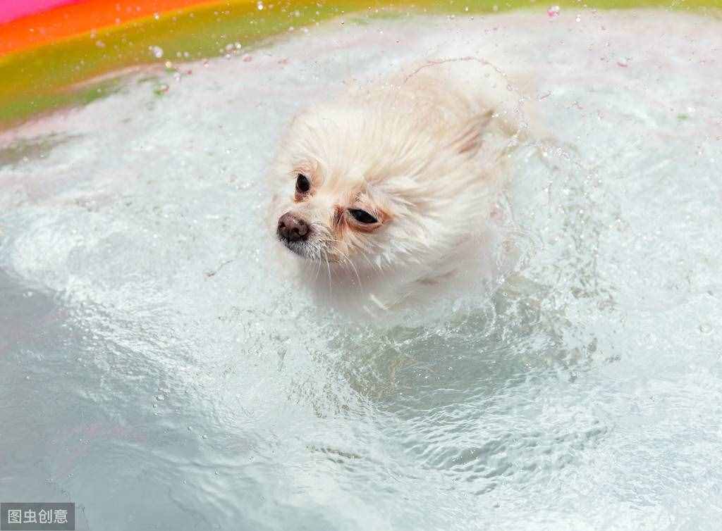 不用花钱美容，几个小妙招，教你护理博美犬