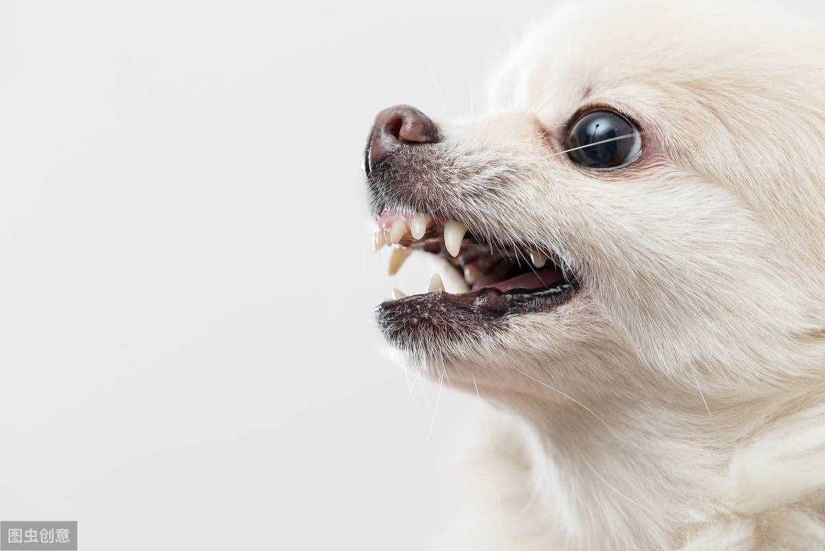 不用花钱美容，几个小妙招，教你护理博美犬