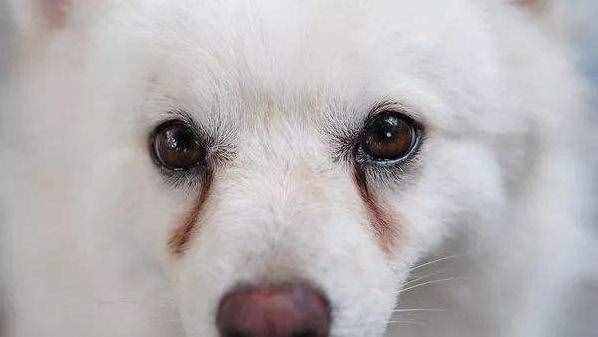 不用花钱美容，几个小妙招，教你护理博美犬