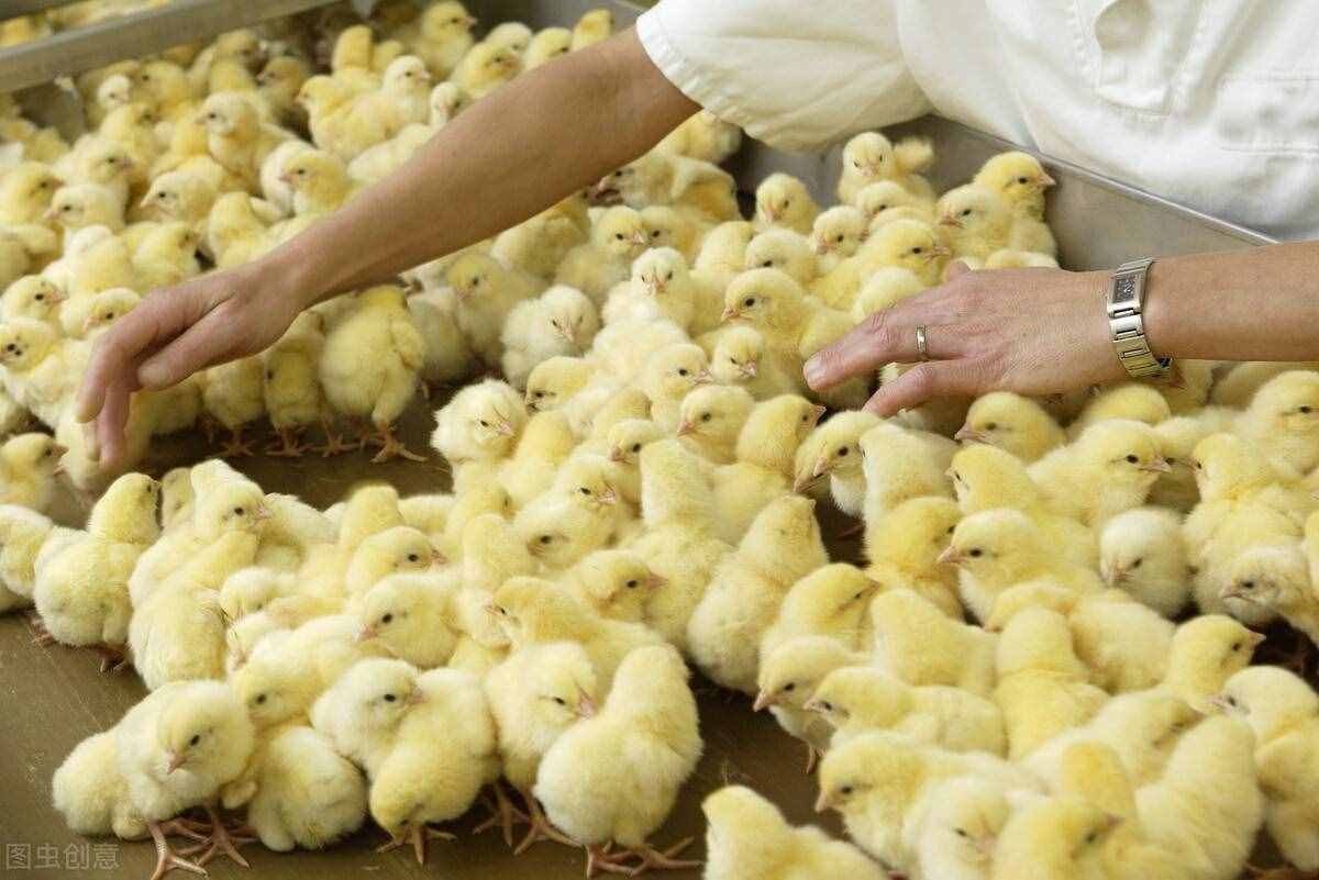小鸡怎么养？这4点很重要