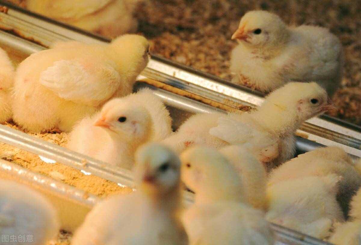 小鸡怎么养？这4点很重要