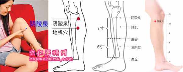 阴陵泉穴的准确位置图