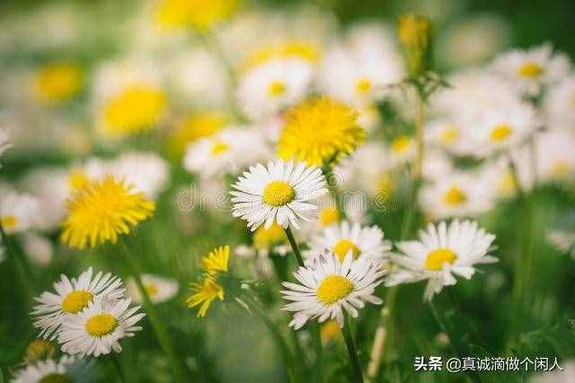 身边的事——绽放的蒲公英