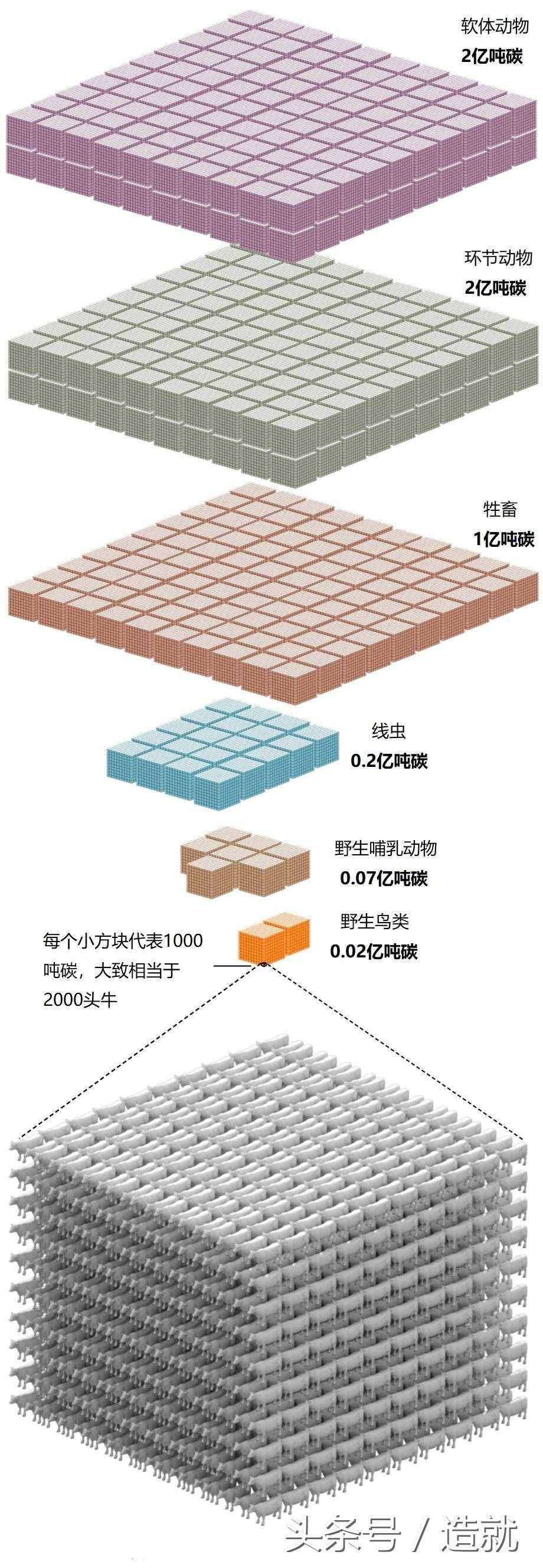 一张图概括地球上所有生命，人类的存在使动物灭绝加快了10000倍