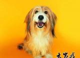 今日更新2018狗年（2018狗年好吗）
