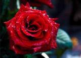 今日更新花语玫瑰（每一种玫瑰花都有着不同的花语）