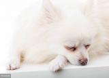 今日更新博美犬美容（不用花钱美容）