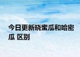 今日更新晓蜜瓜和哈密瓜 区别