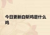 今日更新白斩鸡是什么鸡