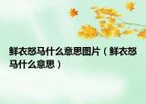 鲜衣怒马什么意思图片（鲜衣怒马什么意思）