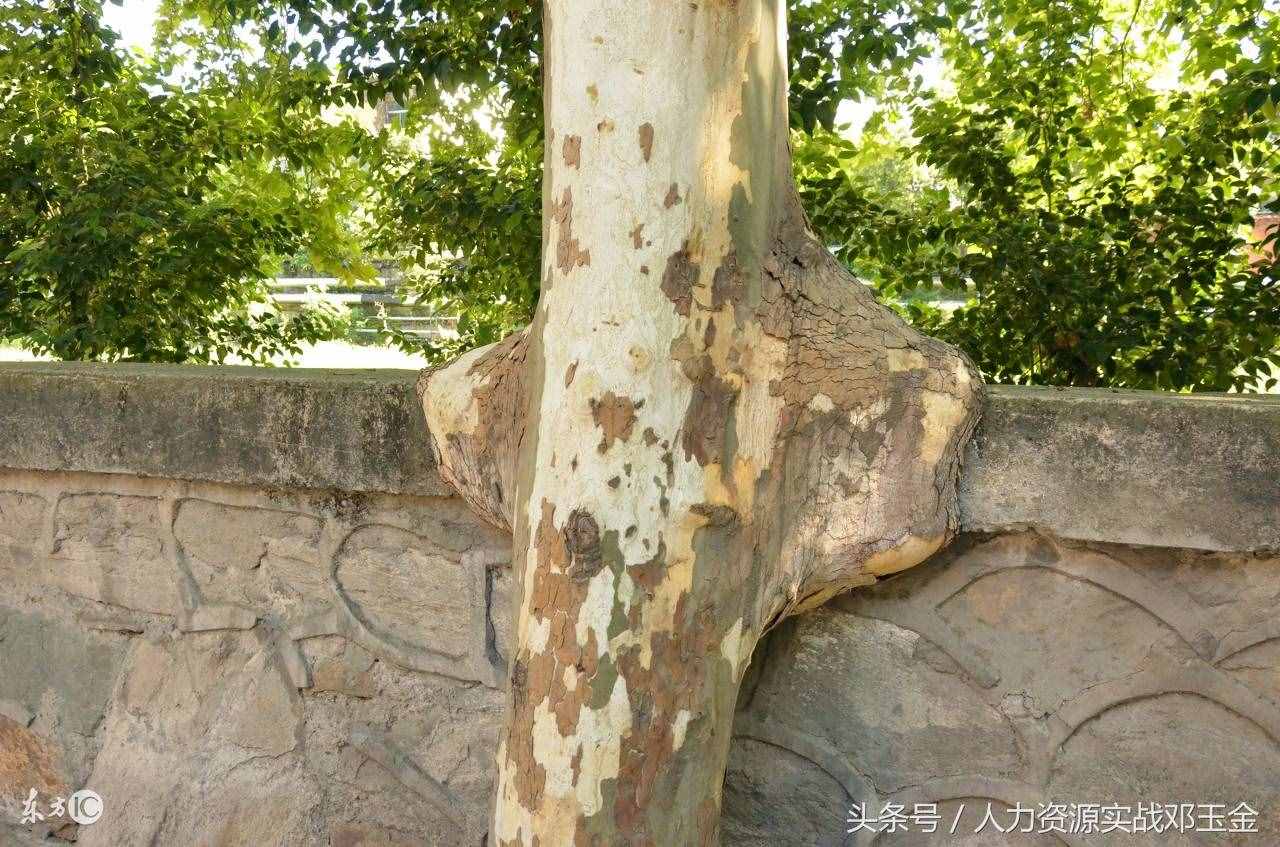 保证个人职业生涯成功11个管理动作要领，别整天傻干了，看看吧
