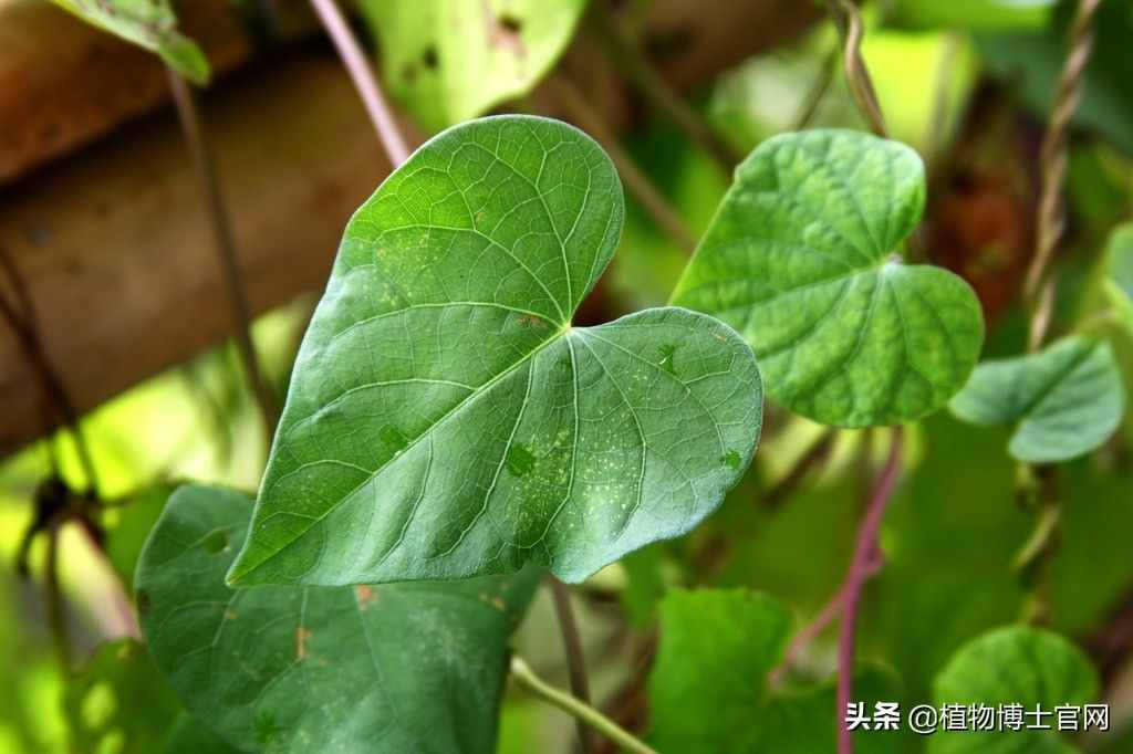 植物的叶子有哪些功能？可不是只有光合作用一种