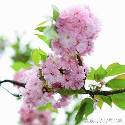 文艺小清新唯美的短句，句句走心，拿去发朋友圈！