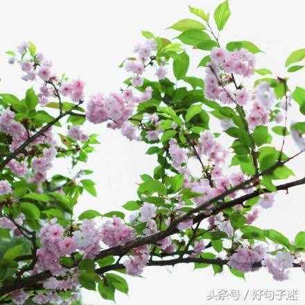 文艺小清新唯美的短句，句句走心，拿去发朋友圈！