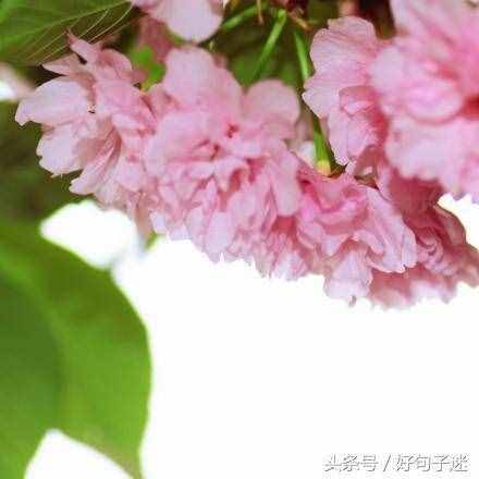 文艺小清新唯美的短句，句句走心，拿去发朋友圈！