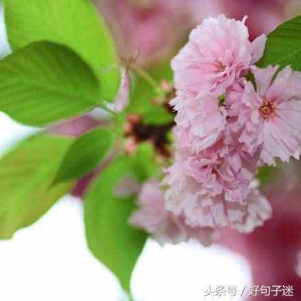 文艺小清新唯美的短句，句句走心，拿去发朋友圈！