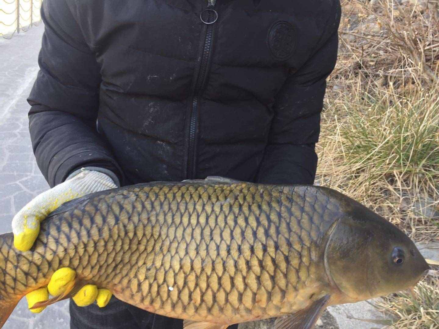 想钓大鲤鱼，先掌握这六个作钓技巧你再试试看，钓不好你找我！