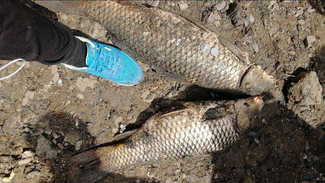 想钓大鲤鱼，先掌握这六个作钓技巧你再试试看，钓不好你找我！