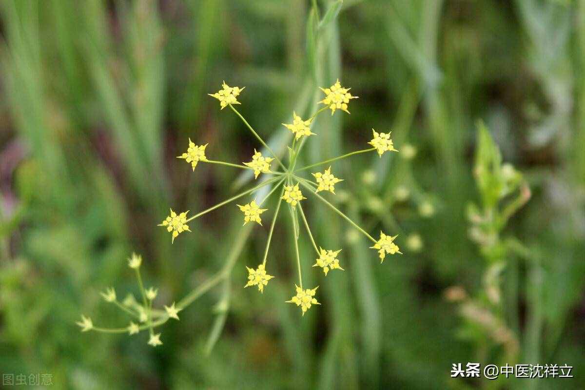从患者那得来一张治胆囊结石秘方，初看不以为意，细思只有佩服
