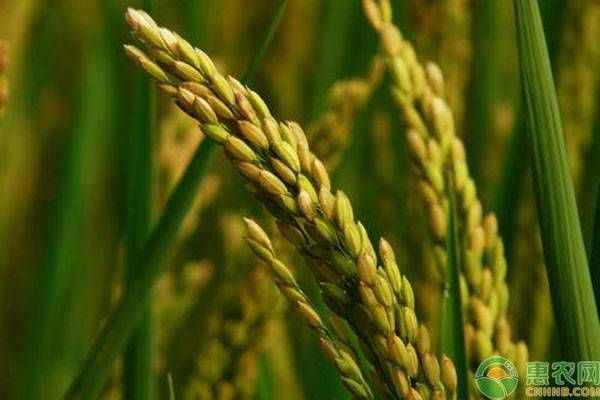 农作物传播种子的方法有哪些？除了这6种你还知道其它的吗