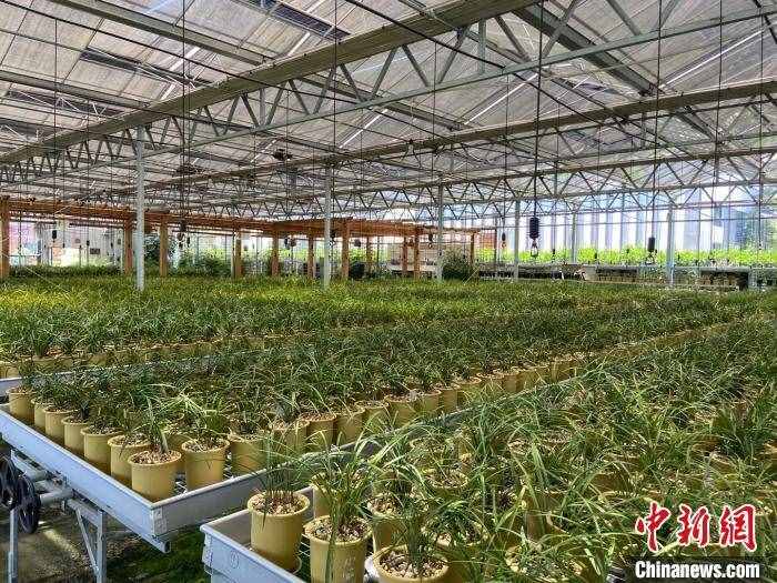 年人均纯收入超5万元 中国花木村靠勤劳走向“超级小康”