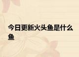 今日更新火头鱼是什么鱼
