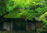 今日更新相思梧桐雨（相思十诫你能做到几诫）