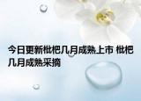 今日更新枇杷几月成熟上市 枇杷几月成熟采摘