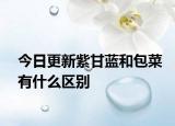 今日更新紫甘蓝和包菜有什么区别