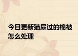 今日更新猫尿过的棉被怎么处理