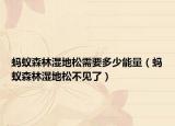 蚂蚁森林湿地松需要多少能量（蚂蚁森林湿地松不见了）
