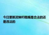 今日更新泥鳅钓翘嘴是合法的还是违法的