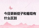 今日更新提子和葡萄有什么区别