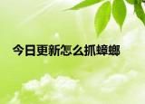 今日更新怎么抓蟑螂