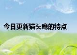 今日更新猫头鹰的特点