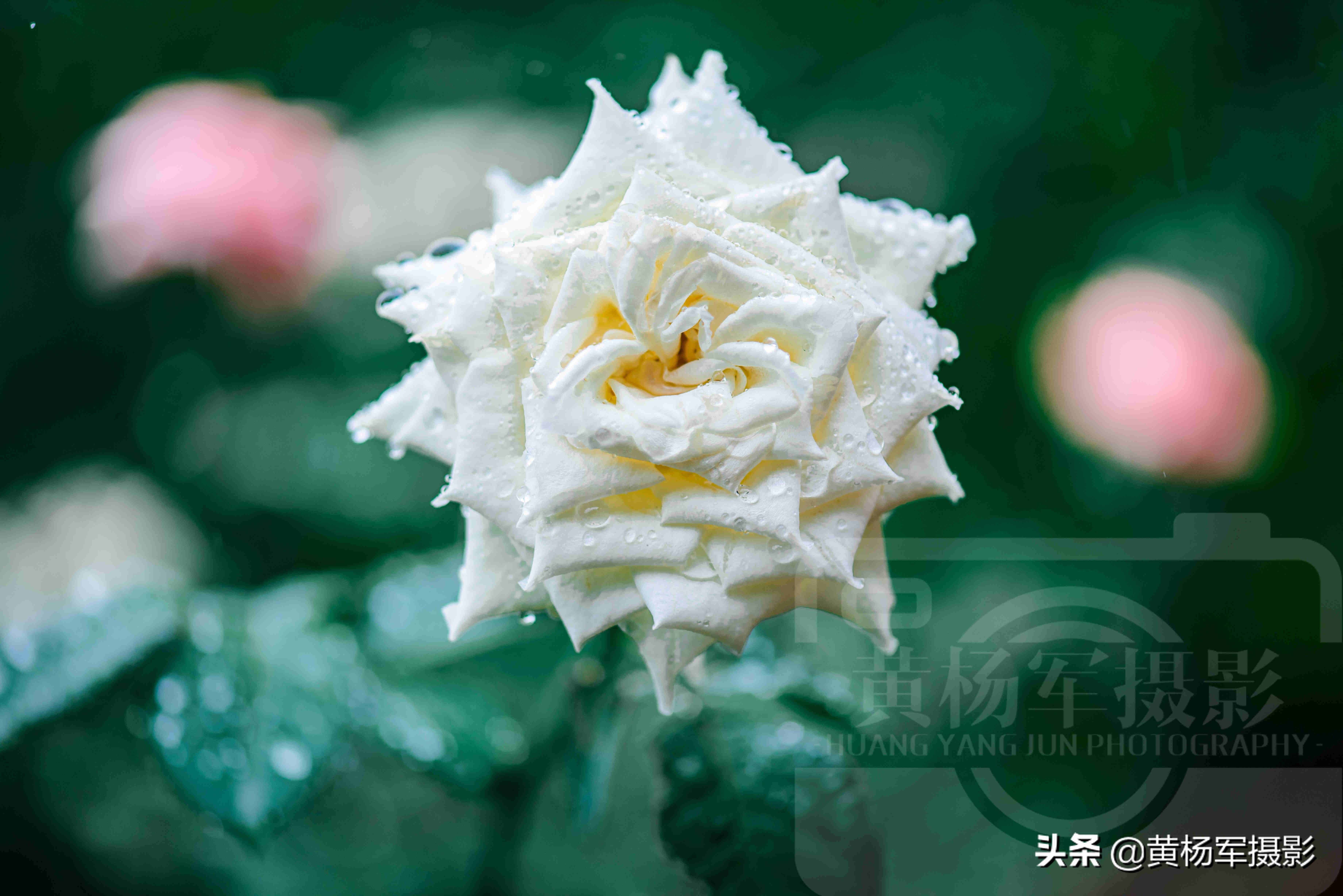 夏雨中娇艳多姿的玫瑰花，芬芳的花朵非常漂亮，妩媚绚丽的蔷薇科