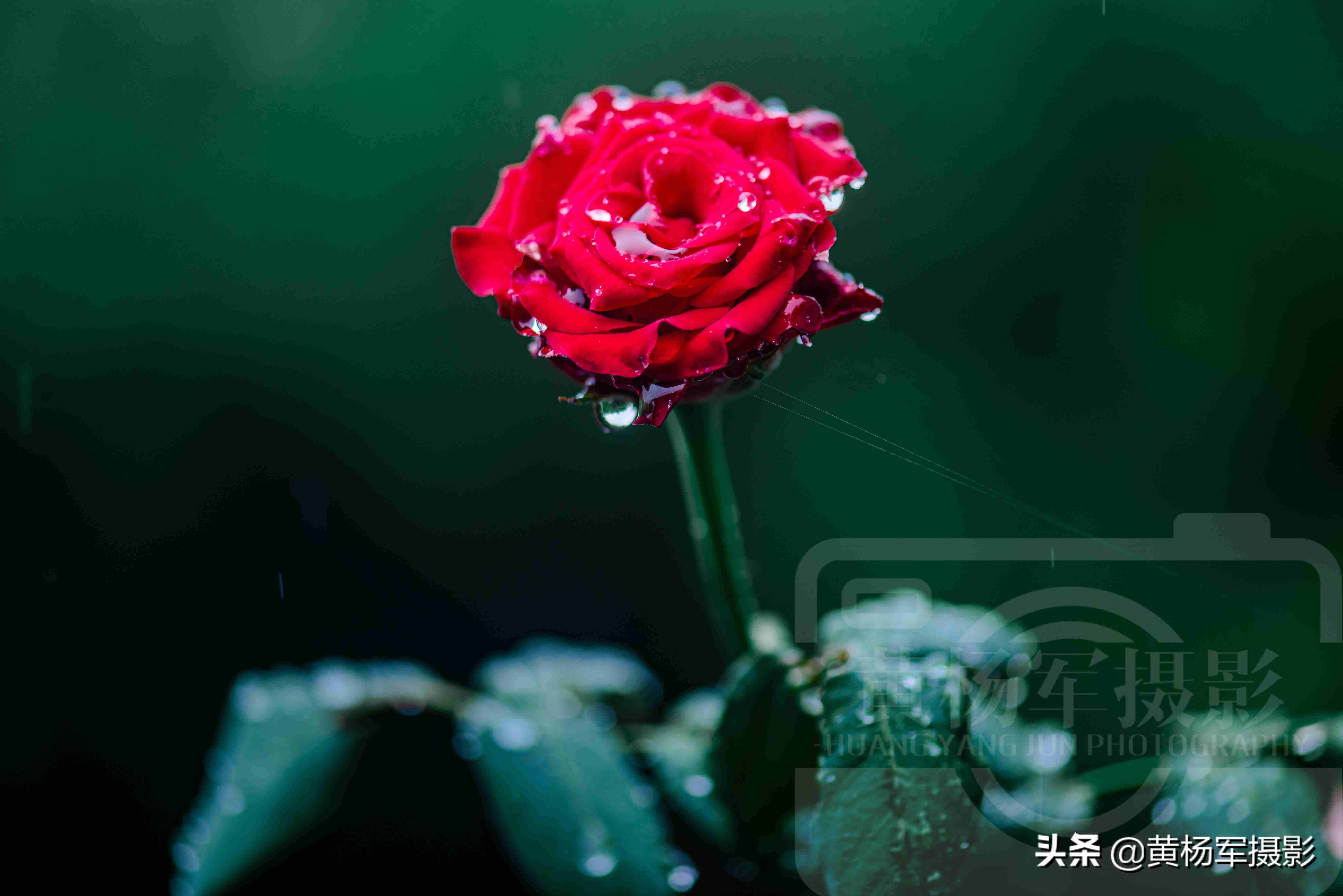 夏雨中娇艳多姿的玫瑰花，芬芳的花朵非常漂亮，妩媚绚丽的蔷薇科